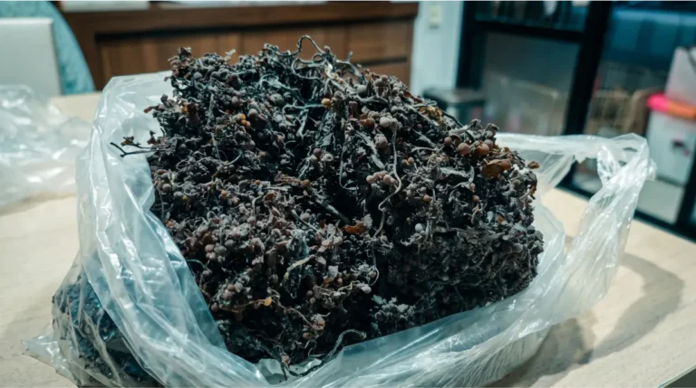 How Sargassum Sp Is Used in Industrial Sodium Alginate Extraction: A Buyer’s Guide
