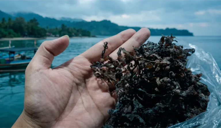 Standard Specifications for Dried Sargassum Sp: Moisture, Impurities, and Ash Content